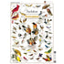 Audubon - Songbirds 1000 Piece Jigsaw Puzzle